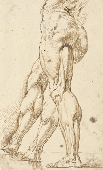 Studio di un écorché delle gambe di un nudo maschile, con uno studio sussidiario della gamba destra da Peter Paul Rubens