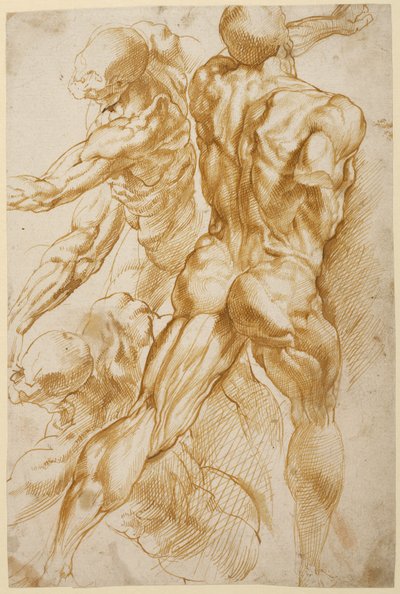 Studi anatomici da Peter Paul Rubens