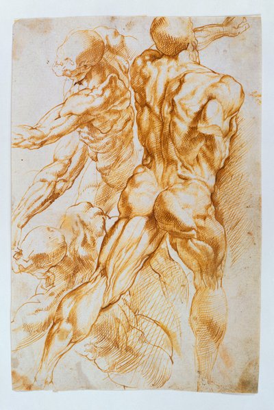 Studi anatomici: Nudi in combattimento da Peter Paul Rubens