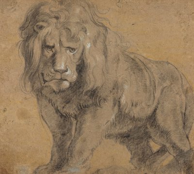Leone da Peter Paul Rubens