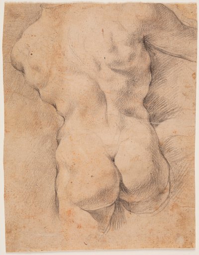 Torso maschile visto da dietro da Peter Paul Rubens
