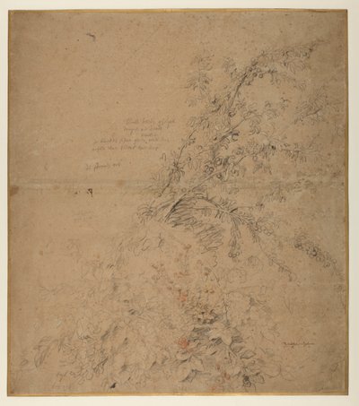 Studio di prugnolo con rovo e altre piante da Peter Paul Rubens