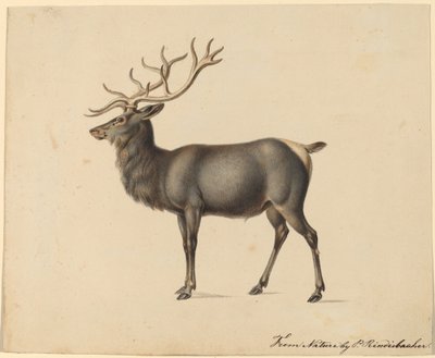 Alce Europeo da Peter Rindisbacher