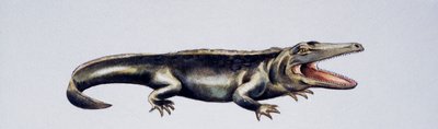 Cyclotosaurus sp, Mastodonsauridae, Tardo Triassico, opera di Peter Ross
(foto) da Peter Ross