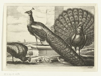 Pavoni da Peter van Liesebetten