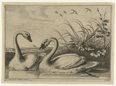 Due cigni da Peter van Liesebetten