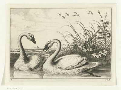 Due cigni (Diversarum avium species) da Peter van Liesebetten