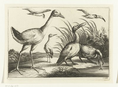 Uccelli acquatici (Specie diverse di uccelli) da Peter van Liesebetten