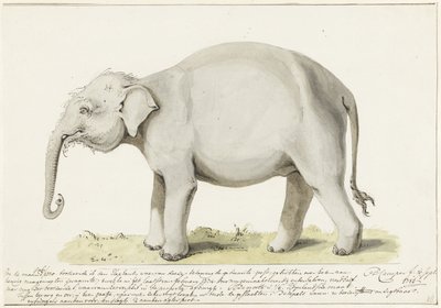 Elefante in piedi, verso sinistra da Petrus Camper
