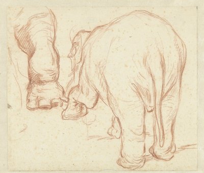Elefante in piedi, visto da dietro, e una zampa da Petrus Camper