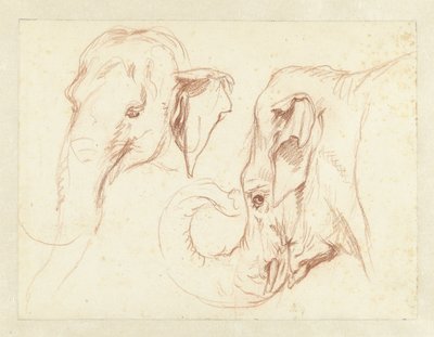 Due schizzi della testa di un elefante da Petrus Camper