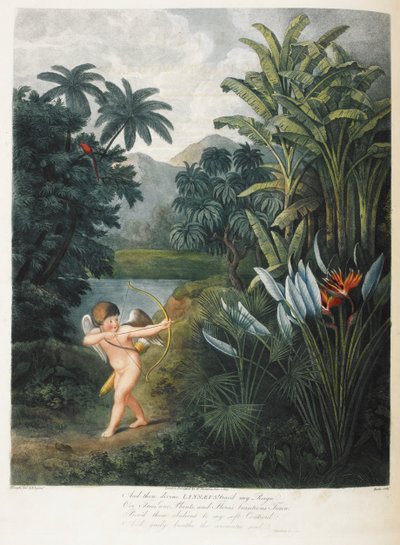 Cupido che ispira le piante con amore da Philip (after) Reinagle