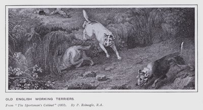 Vecchi Terrier da Lavoro Inglesi da Philip (after) Reinagle