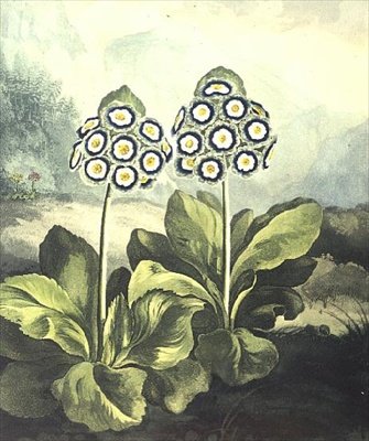 Primula: Primula auricula, inciso da Sutherland, dal "Tempio della Flora" di Robert Thornton 1807 da Philip (after) Reinagle