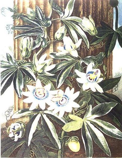 Il Fiore della Passione Blu, inciso da Caldwell, da 