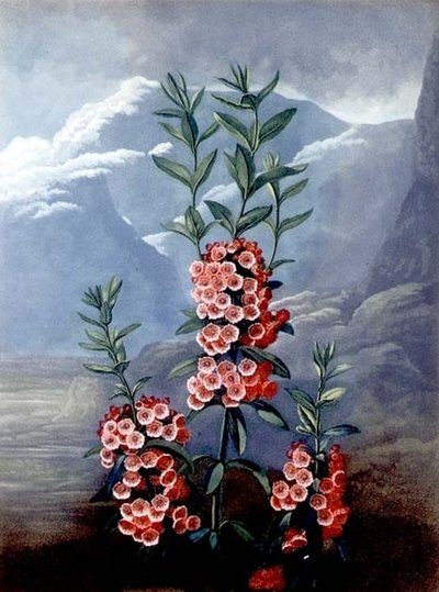 Il Kalmia a Foglie Strette o Alloro di Montagna, inciso da Caldwell, da 