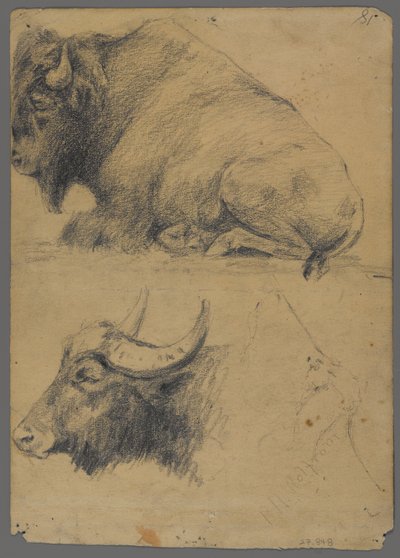 Bisonte e testa di bufalo d