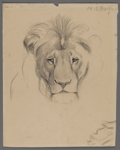 Testa di un leone da Philip H. Wolfrom