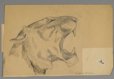Testa di un leone ruggente da Philip H. Wolfrom