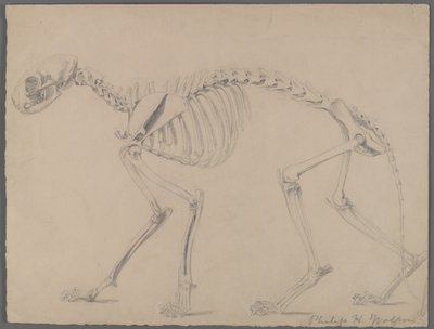 Scheletro di un gatto da Philip H. Wolfrom