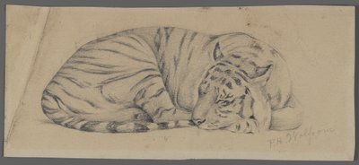 Tigre addormentata da Philip H. Wolfrom