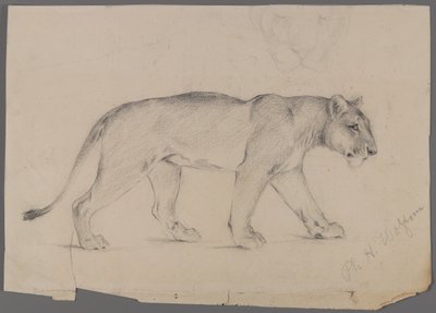Leonessa in cammino da Philip H. Wolfrom