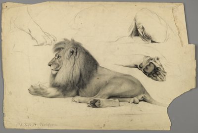 Studi di un leone da Philip H. Wolfrom