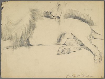 Studi di un leone da Philip H. Wolfrom
