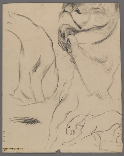 Studi di un leone da Philip H. Wolfrom