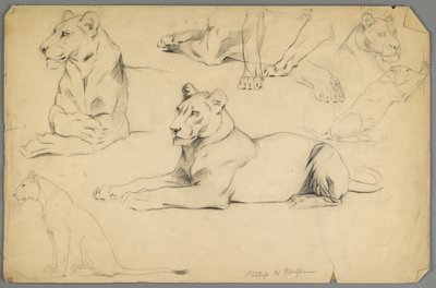 Studi di una leonessa da Philip H. Wolfrom