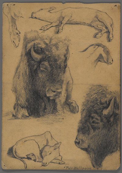 Studi di bisonte, vitello e capra da Philip H. Wolfrom