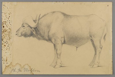 Bufalo d