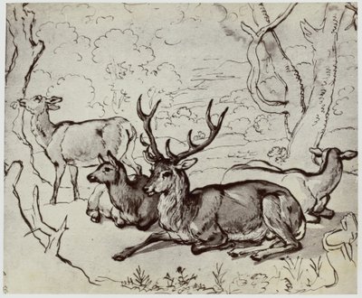 Ridinger, un cervo da Philip Henry Delamotte
