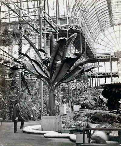 Piante tropicali nella stanza egiziana, Crystal Palace, Sydenham, Londra da Philip Henry Delamotte