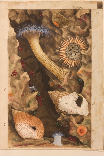 Tavola III, studio per 