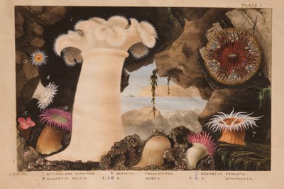 Tavola I, studio per 