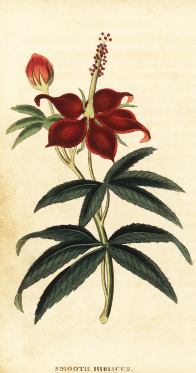 Malvavisco arboreo, Malvaviscus arboreus da Philip Miller