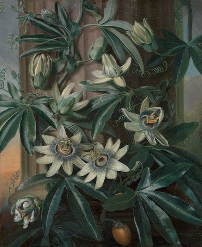 Il fiore della passione blu, per il Tempio della Flora di Robert John Thornton (Londra, 1799-1812) da Philip Reinagle