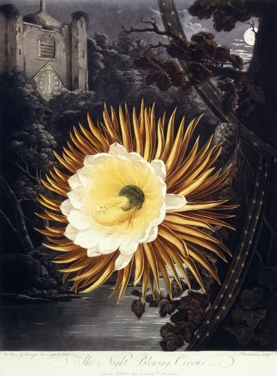 Il Cereus Notturno Fiorente, 1800 da Philip Reinagle