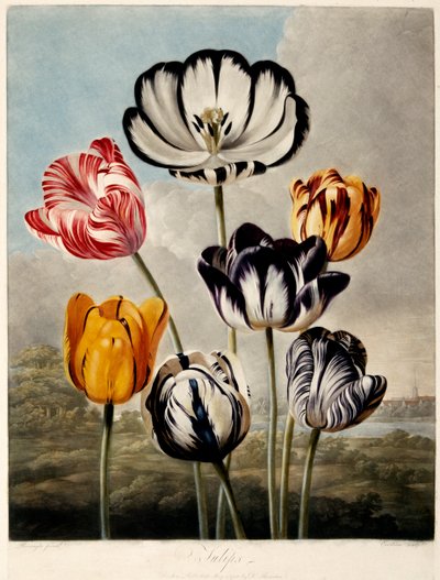 Tulipani, 1798 da Philip Reinagle