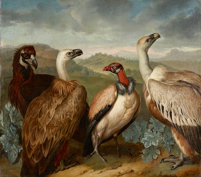 Quattro avvoltoi di specie diverse da Philipp Ferdinand de Hamilton