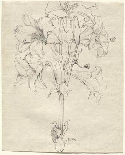 Un Gambo di Gigli con Sei Fiori da Philipp Otto Runge