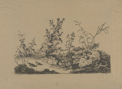 Studio di paesaggio con cardi e rane da Philippe Cardon