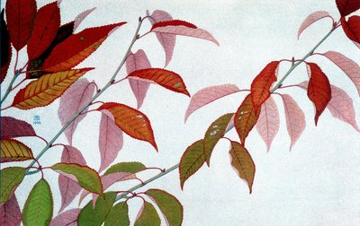 Feuilles d