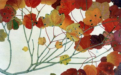Feuilles d