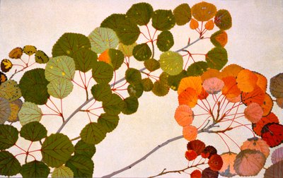 Populus tremula, o pioppo tremulo europeo, 1907-09 da Philippe Robert