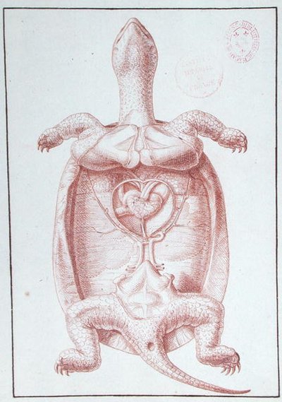 Una tartaruga da Philippe Simoneau