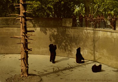 Berna. La fossa degli orsi. da Photochrom Zürich