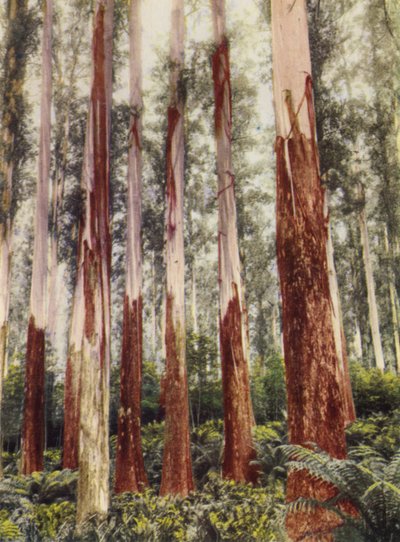 Una radura nella foresta da Photographer Australian