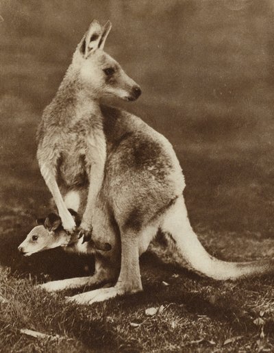 Cucciolo di canguro che guarda fuori dalla tasca della madre, Australia da Photographer Australian